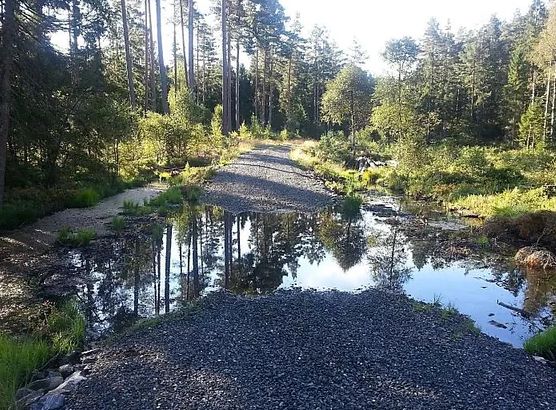 Skogsvei: Viktigheten av planlegging og vedlikehold