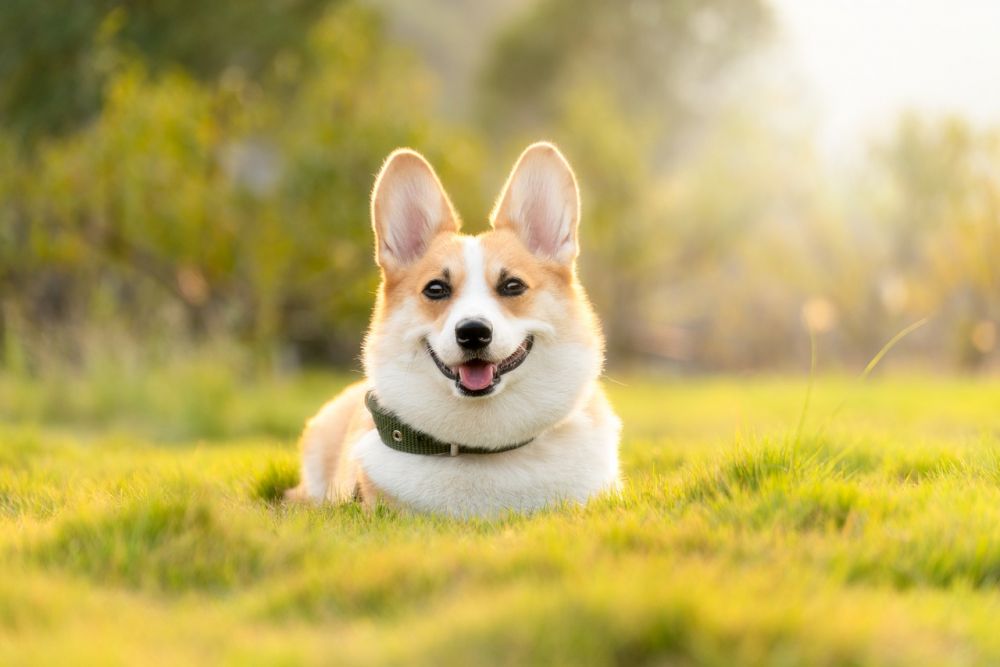 Klippemaskiner til hund  slik velger du riktig maskin og får en trygg klippestund